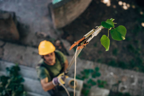 Best Emergency Storm Tree Removal  in Littlefield, TX